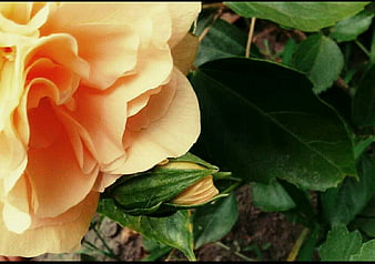 Close-up of peach rose bloom with green leaves