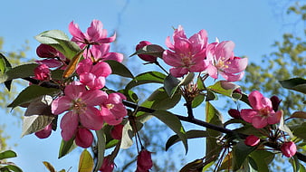 Pink Apple Blossoms on Branch Against Blue Sky