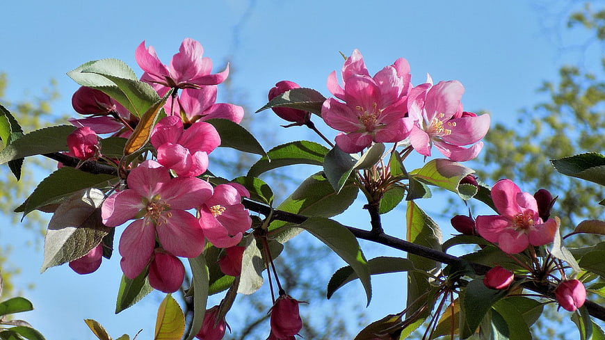 Pink Apple Blossoms on Branch Against Blue Sky