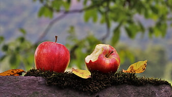 Two red apples on mossy stone with autumn leaves and blurred green background
