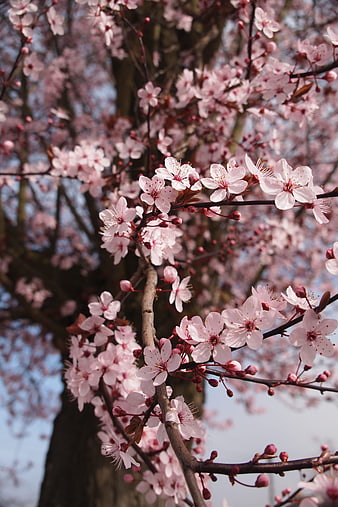 Pink Cherry Blossoms on Branches in Spring