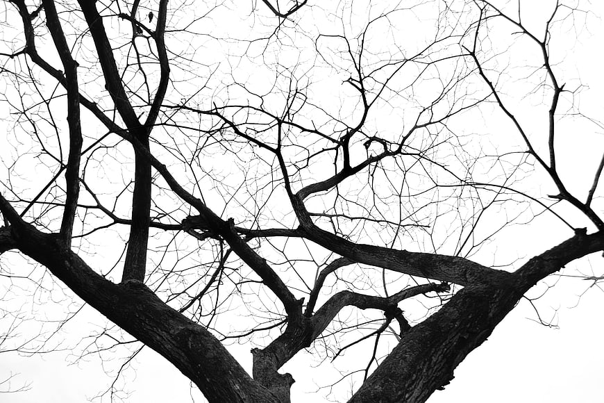 Black and white silhouette of bare tree branches against white sky