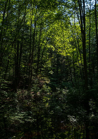 Sunlight filtering through dense green forest canopy