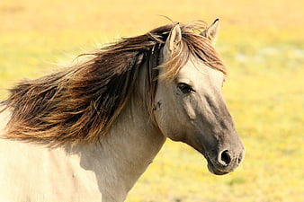 Gray Horse Portrait with Windblown Mane in Pasture