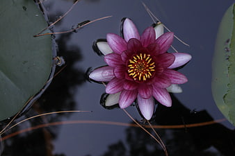Pink Water Lily Floating on Dark Pond Water