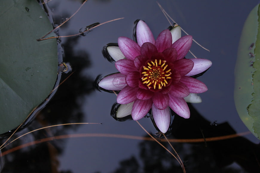 Pink Water Lily Floating on Dark Pond Water