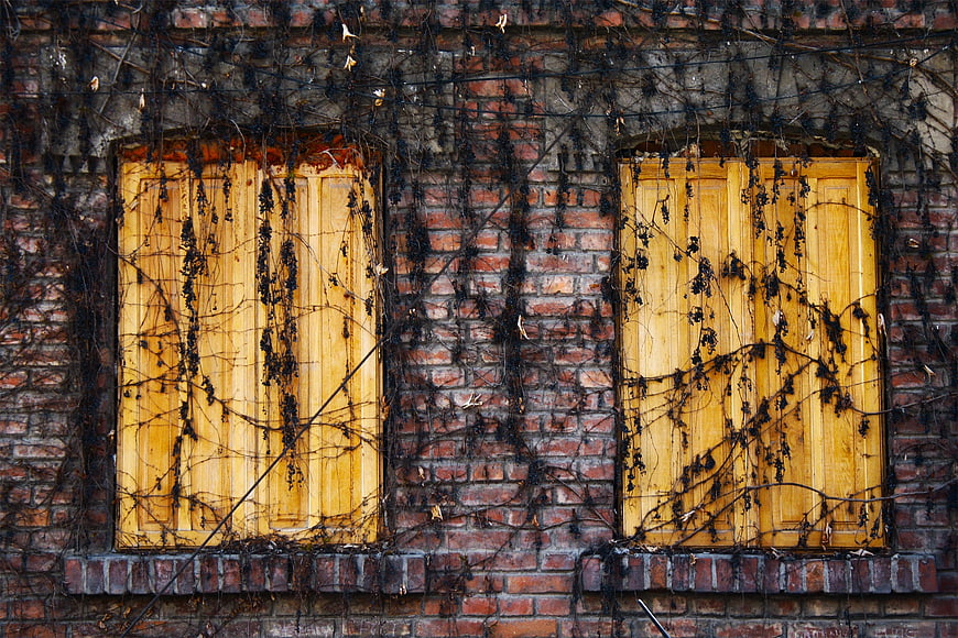 Weathered yellow shutters on brick wall with vines