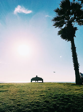 Man Sitting on Bench Under Palm Tree by Ocean