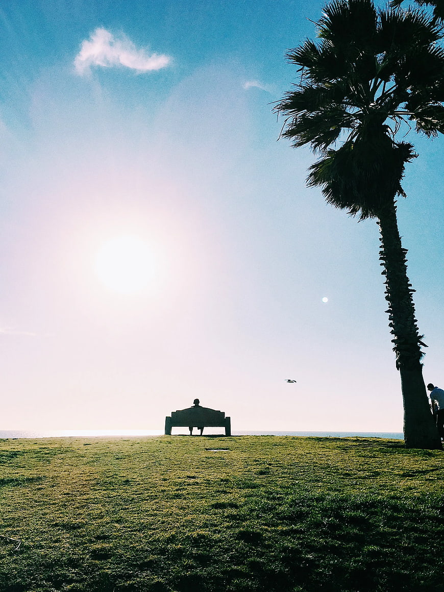 Man Sitting on Bench Under Palm Tree by Ocean