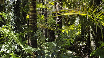 Sunlit tropical rainforest with palm trees and ferns