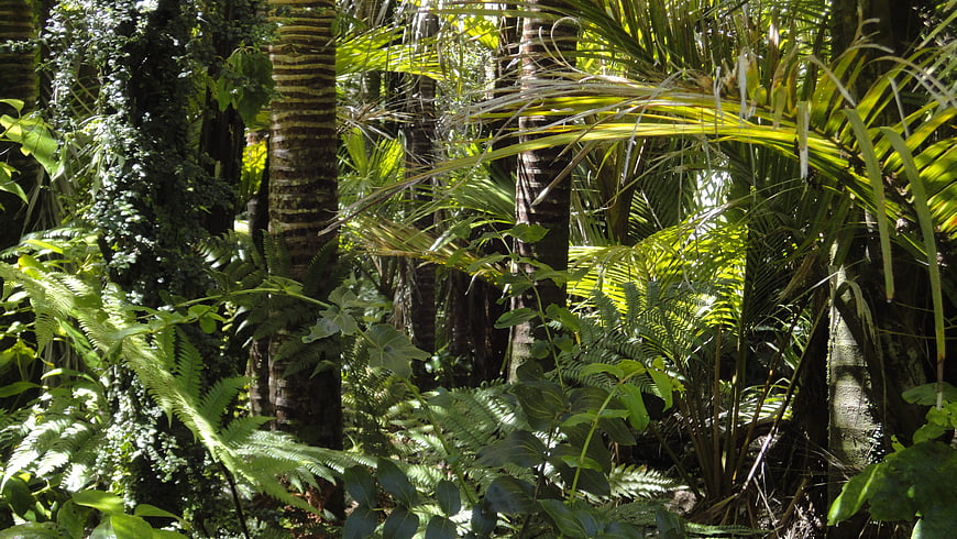 Sunlit tropical rainforest with palm trees and ferns