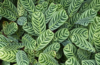 Close-up of Calathea Zebrina Striped Tropical Leaves