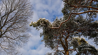 Snowy pine trees against blue sky winter landscape