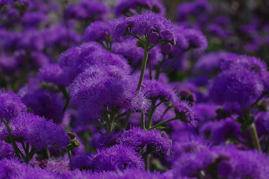 Close-up of vibrant purple mistflower blooms in a garden