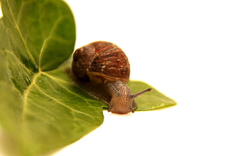 Macro Snail on Green Leaf with White Background