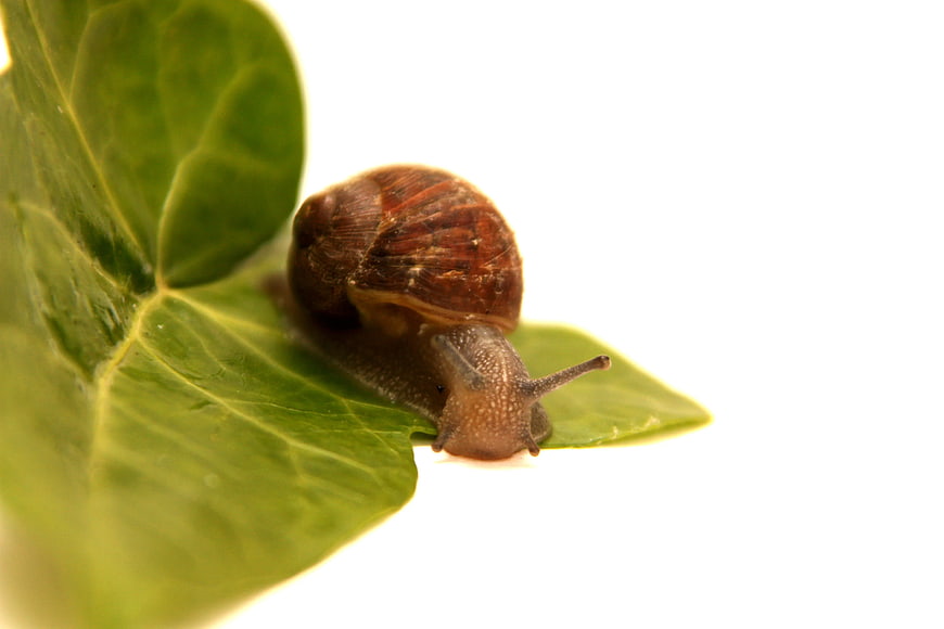 Macro Snail on Green Leaf with White Background