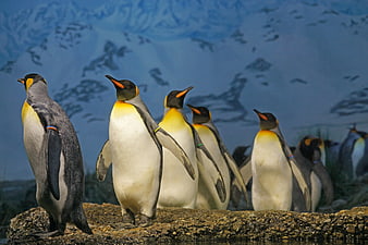 King Penguins Standing on Rocky Shoreline