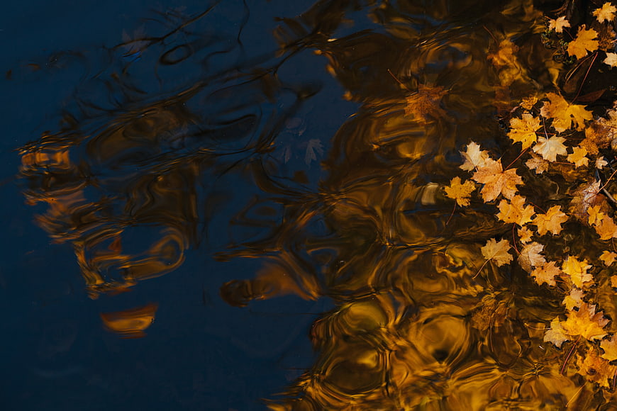 Autumn Maple Leaves Floating on Dark Blue Water