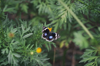 Common Blue Pansy Butterfly on Yellow Flower in Green Garden