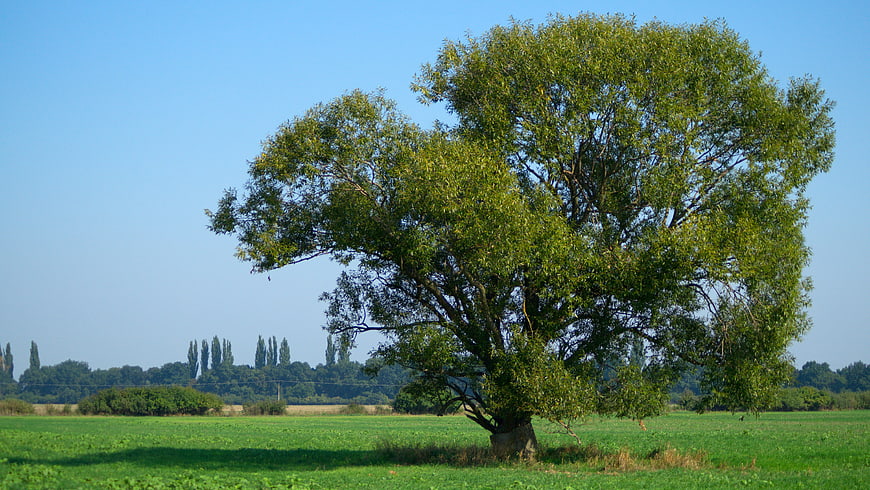Lone green tree in a sunny field with blue sky