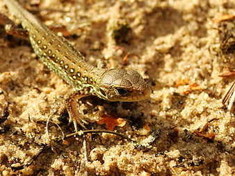 Close-up of a Sand Lizard on Sandy Ground