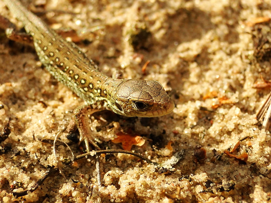 Close-up of a Sand Lizard on Sandy Ground