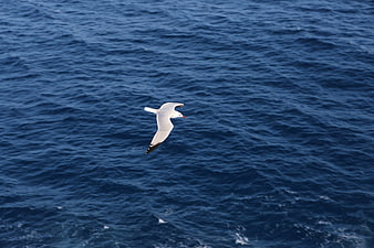 Seagull Flying Over Deep Blue Ocean Waves