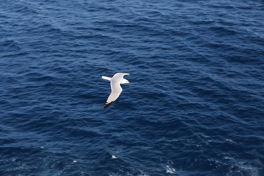 Seagull Flying Over Deep Blue Ocean Waves