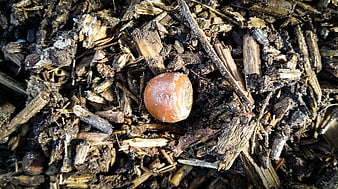Close-up of a single acorn on wood chips