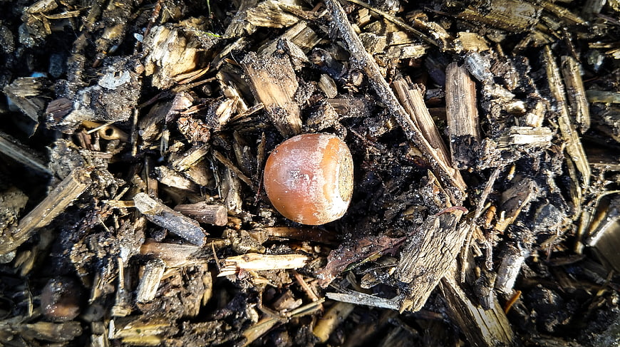 Close-up of a single acorn on wood chips