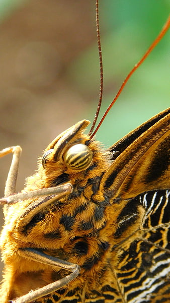 Extreme Macro Close-Up of Butterfly Head and Eye