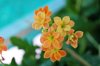 Close-up of vibrant orange kalanchoe flowers with blurred background