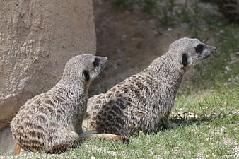 Two Meerkats Sitting Alert on Grass Near Rock