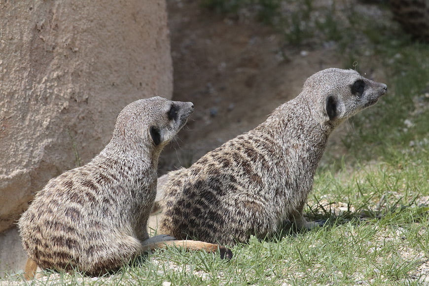 Two Meerkats Sitting Alert on Grass Near Rock