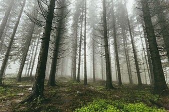 Misty forest with tall tree trunks and green undergrowth