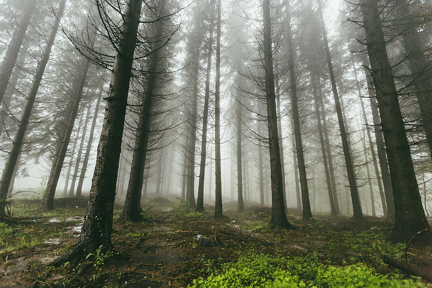 Misty forest with tall tree trunks and green undergrowth