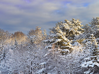 Snow-covered pine trees in a winter forest landscape