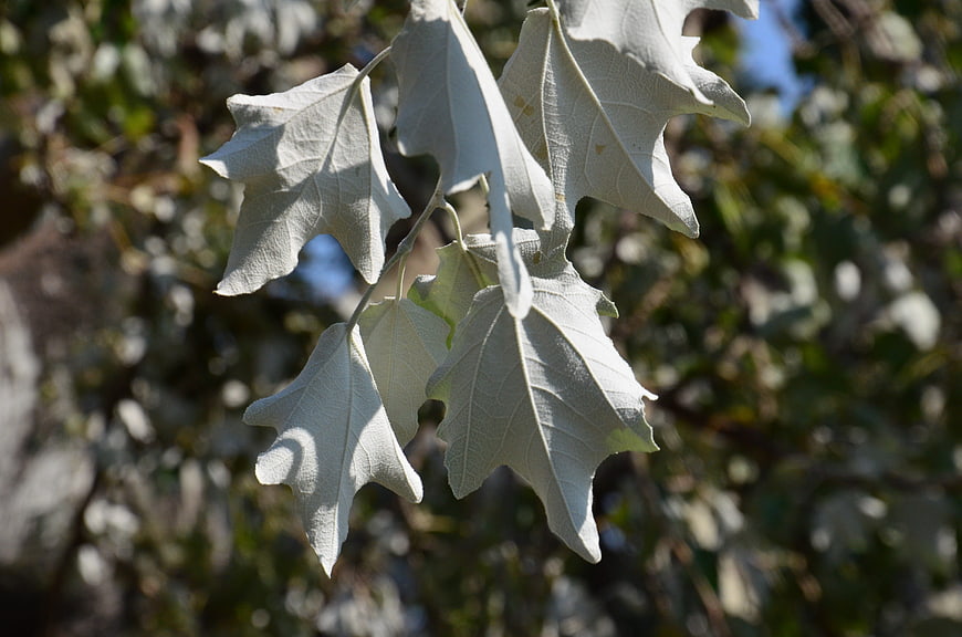 Close-up of Silver-Leafed Tree Branch in Sunlight