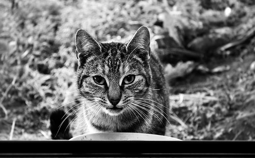 Black and white portrait of a tabby cat looking at camera