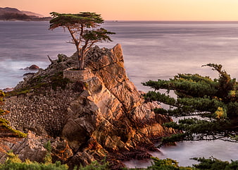 Lone Cypress Tree on Rocky Cliff at Sunset
