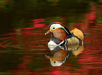 Colorful Mandarin Duck Swimming in Red Water