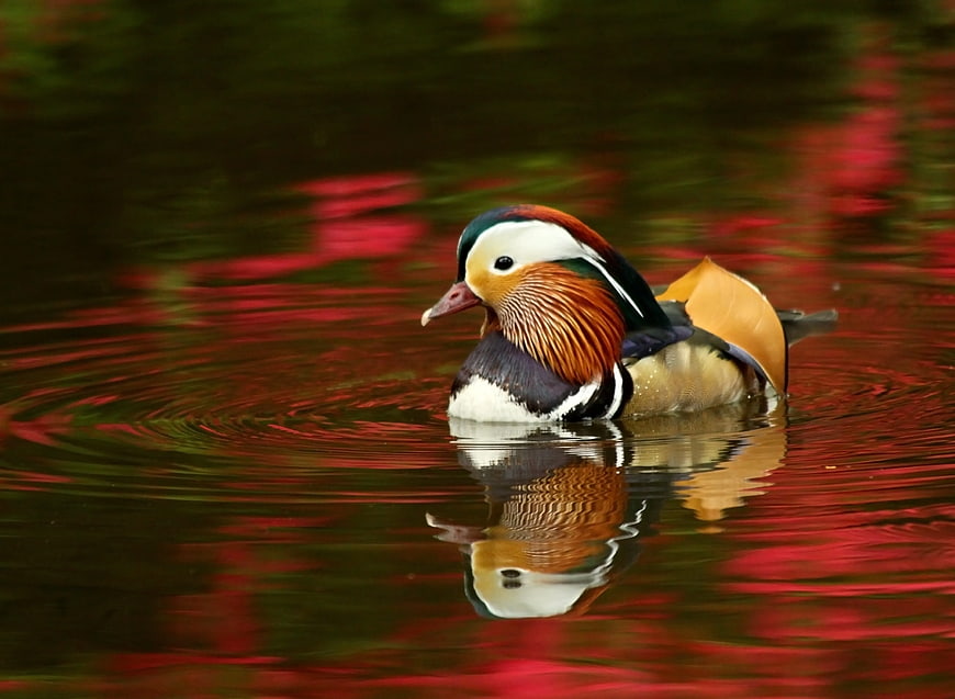 Colorful Mandarin Duck Swimming in Red Water