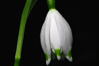 Close-up of white snowdrop flower with water droplets on black background
