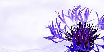 Vibrant Purple Cornflower on White Background