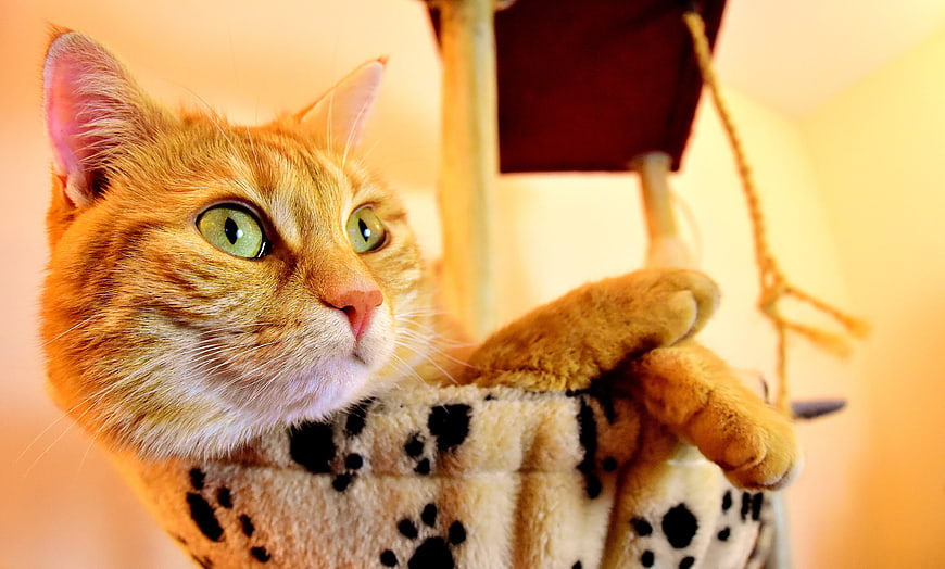 Cute Orange Tabby Cat in Paw Print Hammock