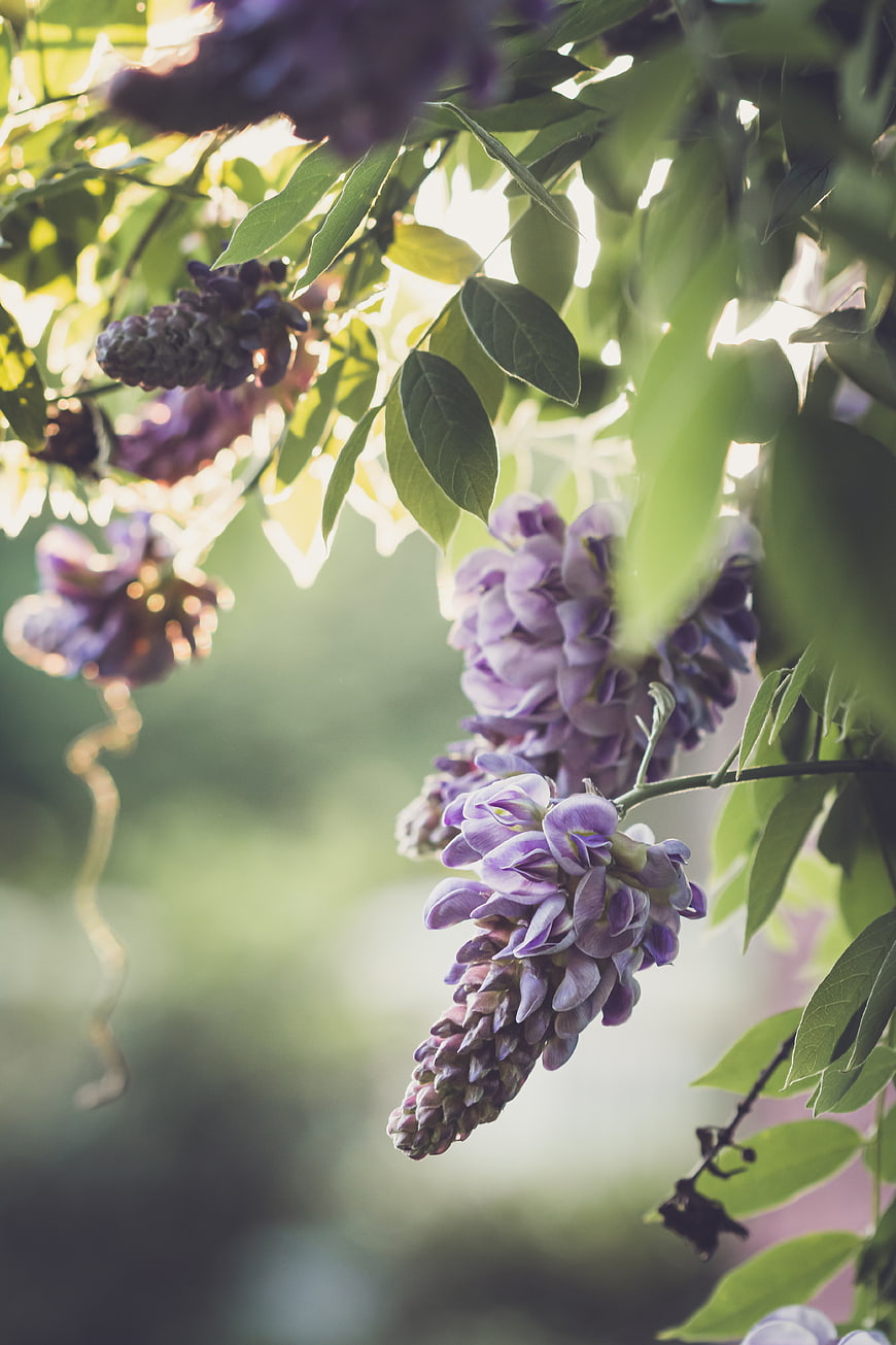 Close-up of purple wisteria flowers hanging in sunlight