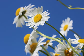 White Daisies Against Blue Sky