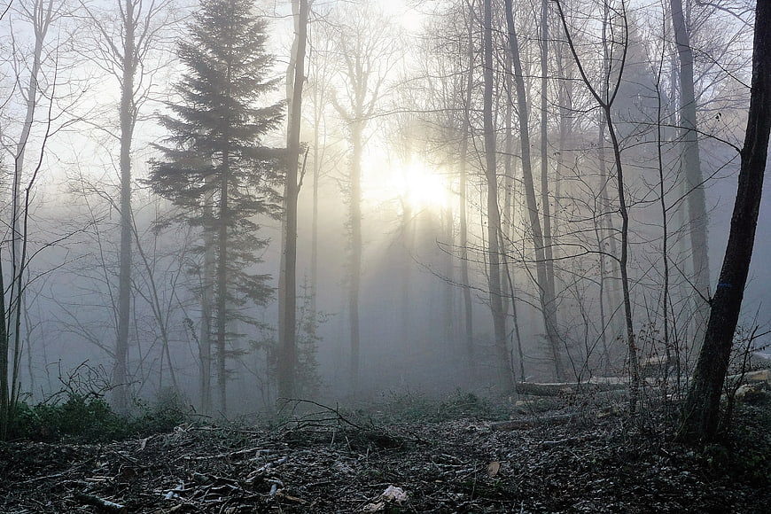 Sunbeams Piercing Through Foggy Winter Forest Landscape in Switzerland