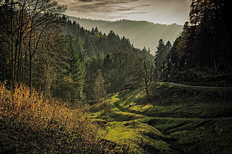 Misty forest landscape with sun rays and autumn foliage