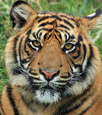 Close-up portrait of a majestic tiger face in nature